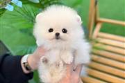 Pomerania miniatura disponible en Rochester