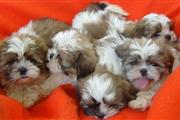 shit tzu puppies.Our beautiful