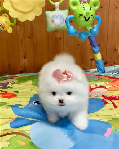 $500 : Teacup Pomeranian puppies image 3