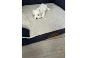 VENDO PERRO MALTESE en San Bernardino