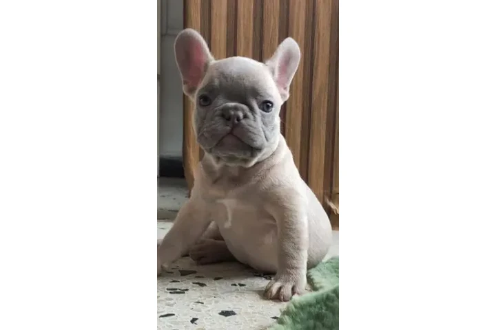 $1600000 : Ejemplares Bulldog Francés image 1