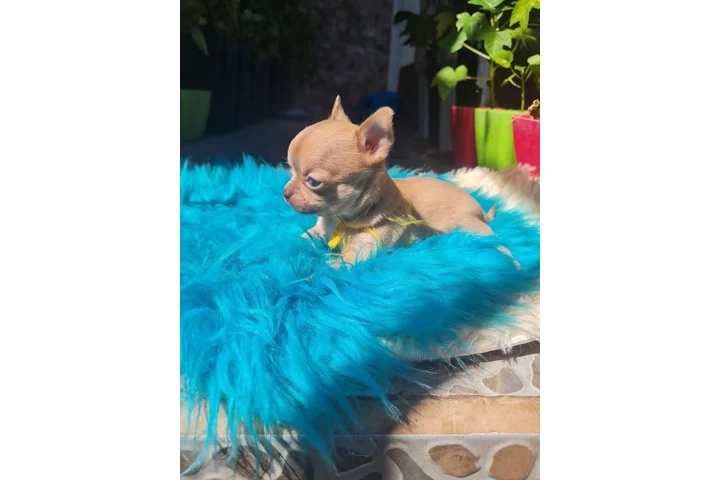 $350 : Chihuahua macho y hembra image 1