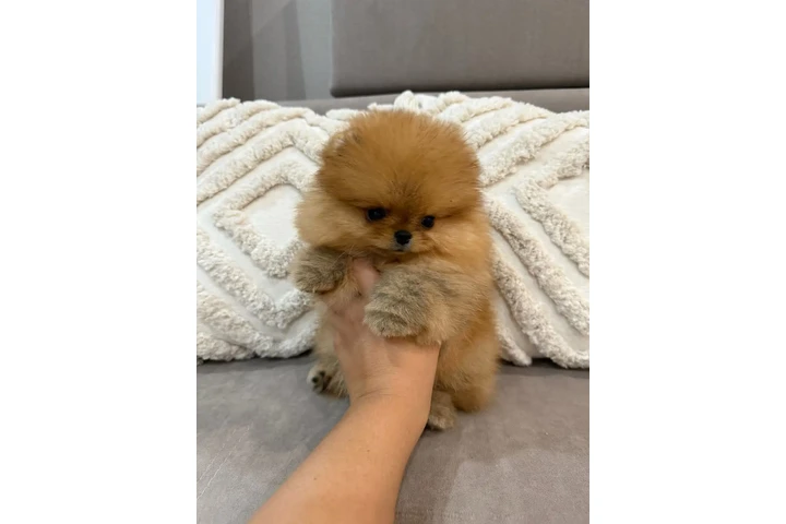 $350 : Cachorro de Pomerania image 1