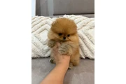 Cachorro de Pomerania en Fort Lauderdale