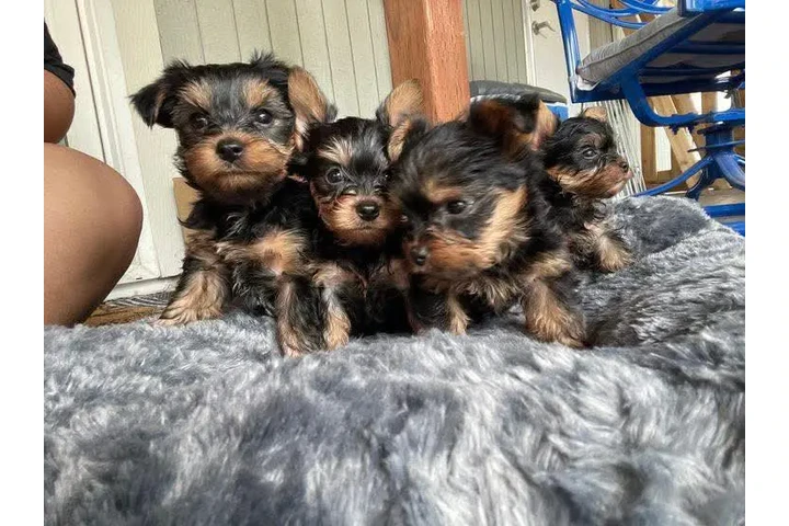 $350 : Yorkshire terrier taza de té image 1
