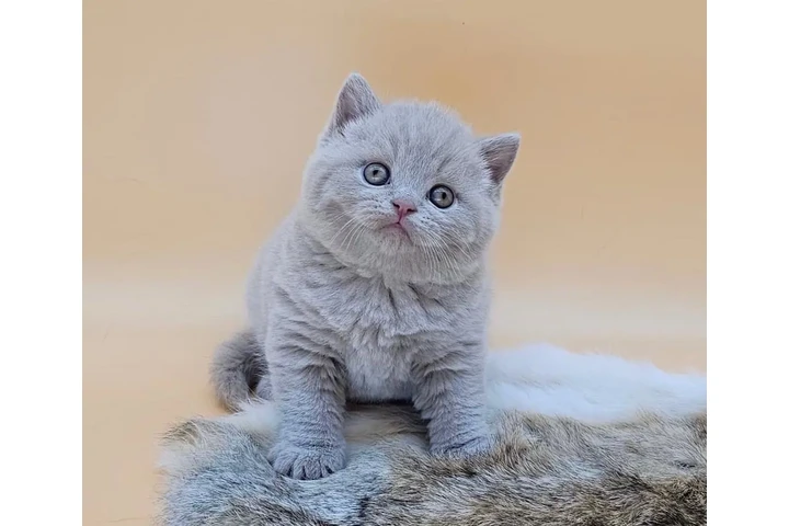 $300 : Adopción: Británico de Pelo Co image 2