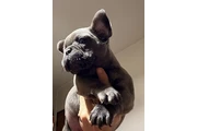 $899000 : Cachorros Bulldog Francés thumbnail