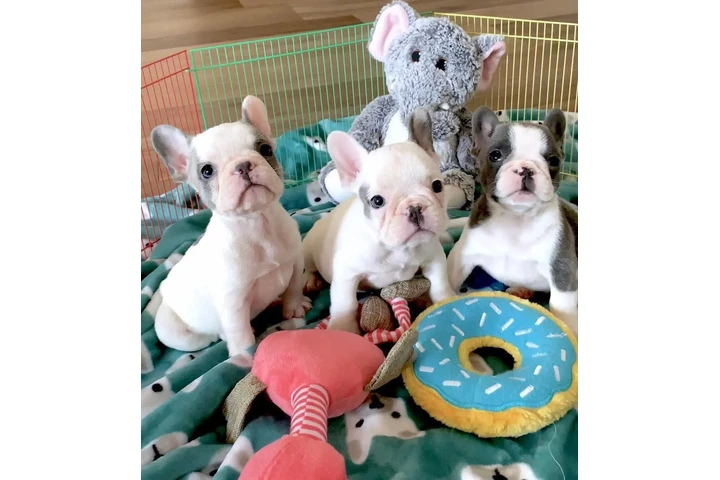 $300 : Pomeranian puppies French bull image 3