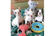 $300 : Pomeranian puppies French bull thumbnail