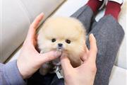 $600 : cachorros pom en adopcion thumbnail