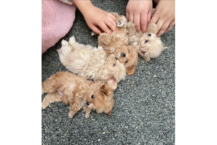 $350 : adorable Maltipoo image 2