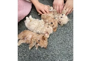 $350 : adorable Maltipoo thumbnail