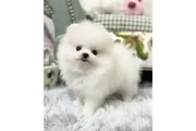 Pomeranian puppies