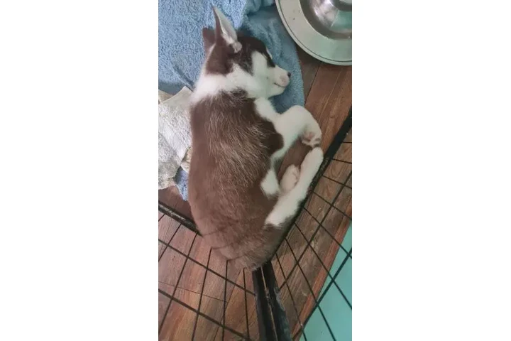 $400 : husky raza pura macho y hembra image 2