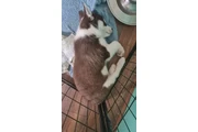 $400 : husky raza pura macho y hembra thumbnail