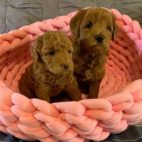 Goldendoodle macho y hembra de image 1