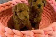 Goldendoodle macho y hembra de en Los Angeles