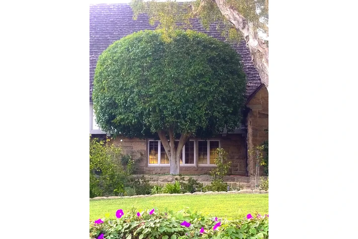 Tree Service and Maintenance image 7