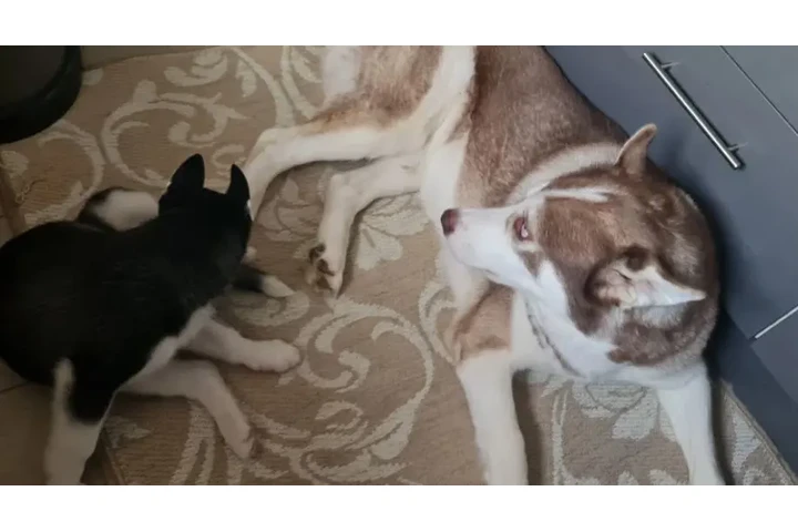 Huskies criados en casa, amiga image 2