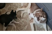 Huskies criados en casa, amiga thumbnail