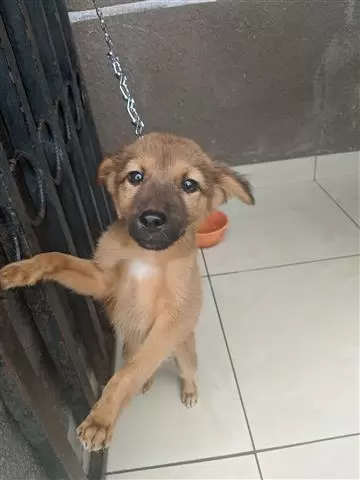 $500 : German Shepherd puppies sale image 1