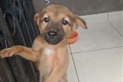 German Shepherd puppies sale