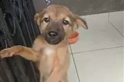 German Shepherd puppies sale en Charlotte
