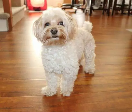 YORKIES FOR SALE image 3