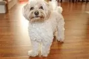 YORKIES FOR SALE thumbnail