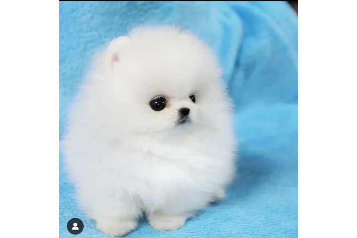 $300 : Pomeranian puppies image 3