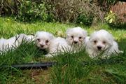True Baby face Maltese Pups