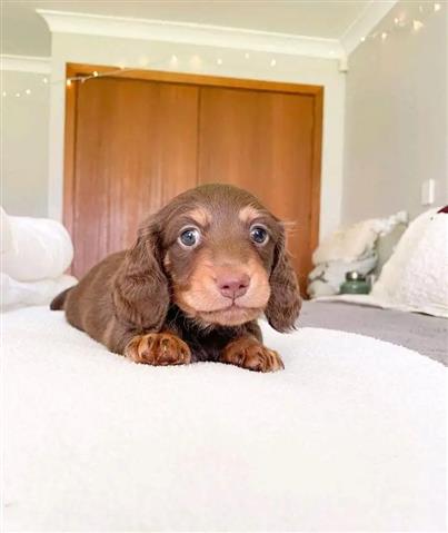 $600 : Mini dachshunds puppies availa image 2