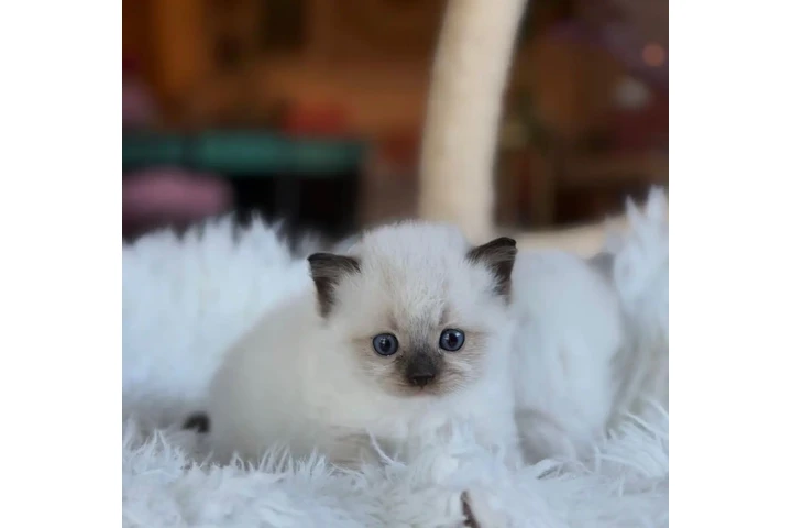$300 : Gatitos Ragdoll de Raza Pura image 1
