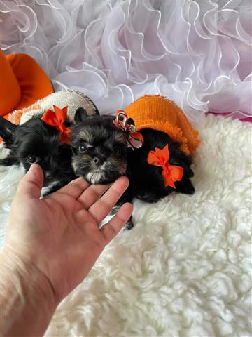 $800 : Female Yorkie puppy available image 1