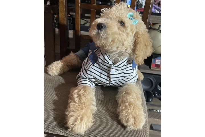 $450 : Standar Golden doodle puppies image 5