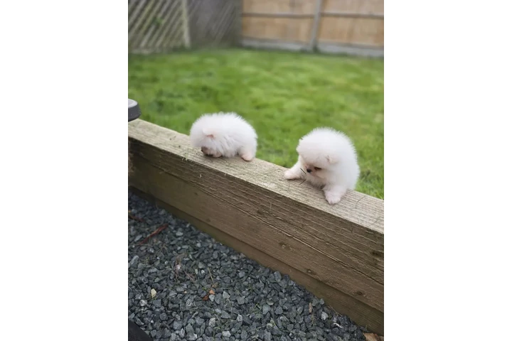 $310 : Pure White  Pom for sale image 2
