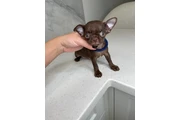 $300 : Teacup Chihuahua puppies thumbnail