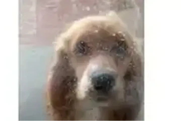 $150 : Cocker Spaniel need 🏠 and♥️ image 3