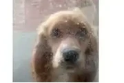 $150 : Cocker Spaniel need 🏠 and♥️ thumbnail
