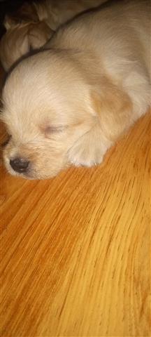 $150 : $150 Yorkie/Poodle puppies image 3