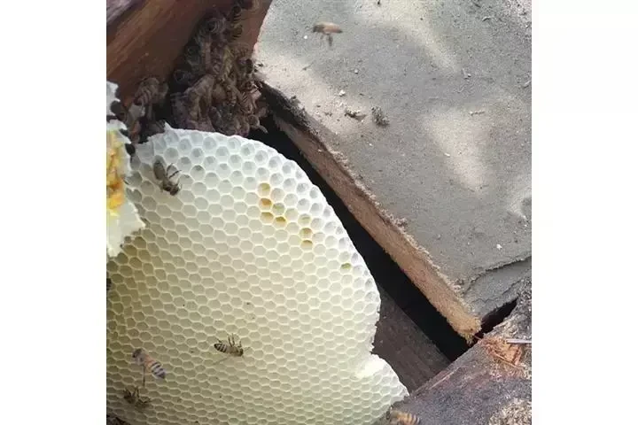 SUPERIOR BEE CONTROL image 5
