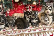 buy  Siberian Husky puppies en Tulsa