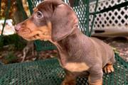 Adorables cachorros Dachshund en Arlington TX