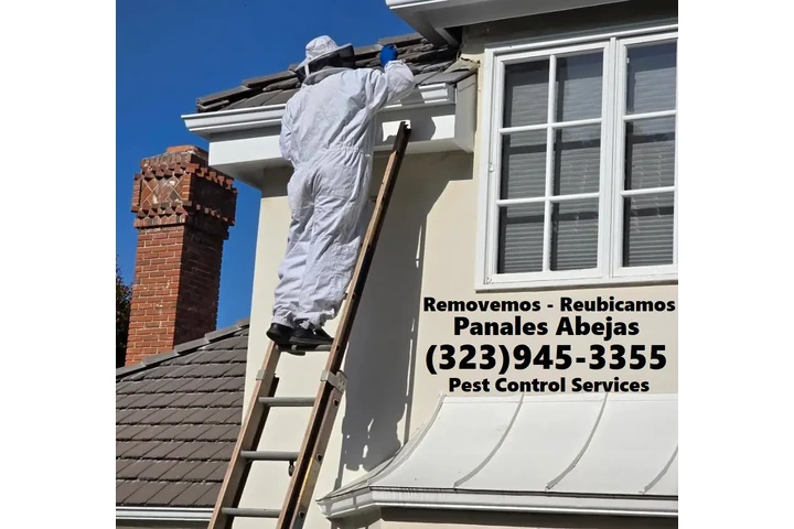 24/7 BEE REMOVAL SERVICE 100% image 3