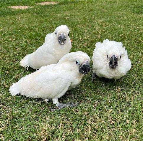 $900 : CUTE Cockatoo parrots for Sale image 1
