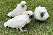 Xmas Cockatoo parrots for Sale en Albany