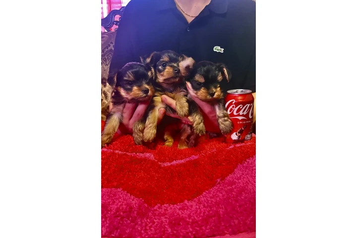 $1200 : Venta image 1