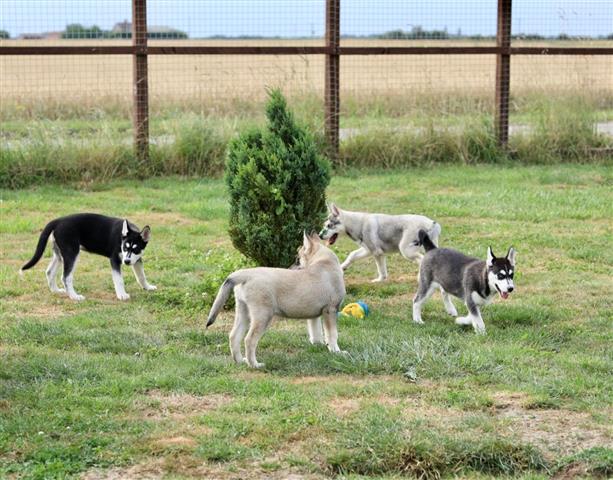 $500 : Super Siberian husky Puppies image 3