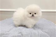 Pomeranian puppies en Nashville