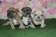 French bulldog for sale en Jackson